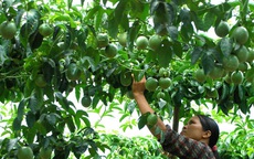 Nông dân chặt cây cà phê trồng chanh cho thương lái Trung Quốc