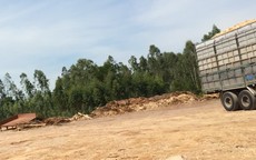 Bùng phát hàng loạt cơ sở chế biến gỗ dăm không phép tại Thanh Hóa: Bao giờ mới hết cảnh “bắt cóc bỏ đĩa”?