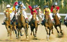 Ông Dũng “lò vôi” muốn mở trường đua ngựa hơn 2.000 tỷ đồng