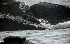 Hải cẩu xứ lạnh liên tục xuất hiện ở vùng biển Bình Thuận