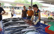 Du lịch Cửa Lò vẫn tấp nập sau sự kiện cá chết ở miền Trung