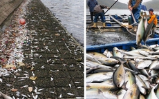 Hiện tượng cá chết hàng loạt năm 2016: Sự trùng lặp ở nhiều nước cũng vào tháng 4