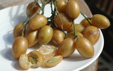 Công dụng tuyệt vời của quất hồng bì khi bạn ăn đúng cách