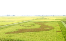 Độc đáo bản đồ Việt Nam được tạo nên bằng các giống lúa mới
