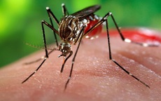 Việt Nam có 2 ca nhiễm virus Zika