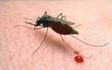 Bệnh sốt rét có nguy cơ quay lại, gây thành dịch