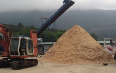 UBND tỉnh Thanh Hóa: Kiểm tra, giải tỏa các cơ sở gỗ dăm trái phép
