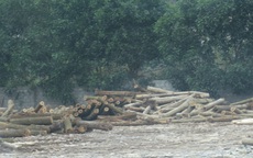 Sản xuất gỗ dăm không phép tại Nghệ An: Lãnh đạo tỉnh có bị “che mắt” bởi báo cáo từ cấp dưới?