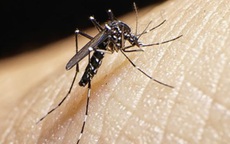 Chủ động phòng, chống bệnh do virus zika