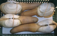 Tu hài to nhất thế giới giá 10 triệu/con: Cả nhà chia nhau từng miếng tẩm bổ