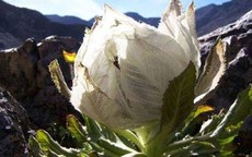 Chè sen tuyết Tây Tạng, trà hoa hồng 9 năm nở 1 lần có tiền chưa chắc đã mua được