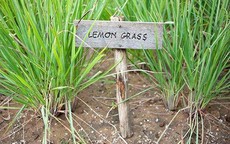 Tác dụng ít biết của tinh dầu sả chanh ngoài xua muỗi mùa sốt xuất huyết