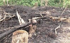 Nghệ An: Xem xét kỷ luật 10 cán bộ liên quan đến việc phá rừng