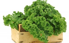 Thực hư thông tin rau cải xoăn Kale có độc?