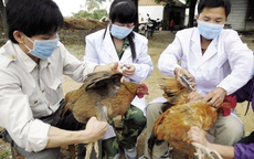 Dịch cúm A/H7N9 diễn biến phức tạp: Đề nghị nâng mức cảnh báo, coi như đã có ca bệnh xâm nhập
