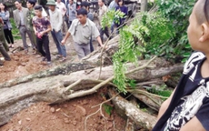 Đại gia trúng đấu gỗ sưa ở Bắc Ninh bất ngờ kêu… lỗ
