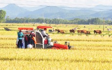 Gặt lúa cũng có “bảo kê”