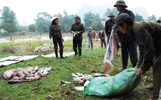 Độc đáo phong tục "chia cá" dịp cuối năm ở Thanh Hóa