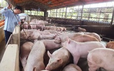 Bộ Tài chính yêu cầu doanh nghiệp giảm giá bán thức ăn chăn nuôi