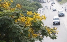 Đường phố Hà Nội đẹp rực rỡ sắc màu của các loài hoa mùa hạ
