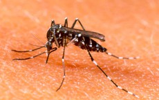 Nhận diện muỗi truyền sốt xuất huyết: Ưa nước sạch, đốt người từ 8-10 giờ sáng