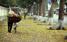 Mùa cây thay lá, Hà Nội đẹp mê hồn khiến bao người đắm say