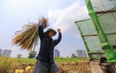 Người dân Sài Gòn gặt lúa ở dự án "treo" 25 năm