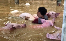 "Thấy đàn lợn gần 6.000 con đuối dần trong nước lũ nhưng tôi bất lực"