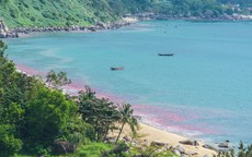 Vệt nước màu đỏ ở biển Đà Nẵng là trứng ruốc