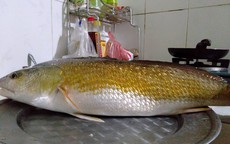 Ngư dân câu được cá nặng 3 kg nghi sủ vàng