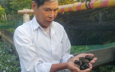 Nuôi ốc nhồi-con "siêu đẻ" bằng bèo với lá cây, kiếm bộn tiền