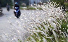 Con đường cỏ lau trắng muốt hiếm gặp ở Hà Nội