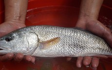 Ngư dân Đà Nẵng bắt được cá nghi sủ vàng cực kì quý hiếm