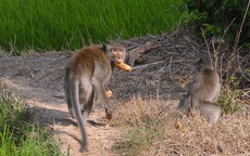 Nhiều người bị bầy khỉ xổng chuồng ở Sóc Trăng tấn công