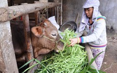 Giá rau xanh giảm đến 50 lần, nông dân đổ cho bò ăn