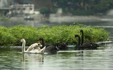 Rời Hồ Gươm, đàn thiên nga bất ngờ xuất hiện tại hồ Thiền Quang