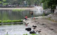 Hà Nội: Thản nhiên câu cá gần đàn thiên nga ở hồ Thiền Quang