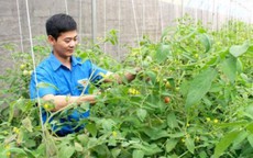 Kỹ sư 8X về quê trồng rau VietGAP, lãi hơn 30 triệu mỗi tháng