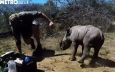 Tê giác con tấn công bác sĩ thú y để bảo vệ mẹ