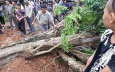 Sắp bán đấu giá “cụ sưa” trăm tỷ, dân buôn gỗ không dám... mạo hiểm