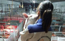 Kì thực tập bên đàn lợn của cô sinh viên trường Nông Lâm “đốn tim” cộng đồng mạng