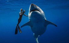 Bơi cùng cá mập trắng dài 6 m để kêu gọi bảo vệ 'sát thủ' đại dương