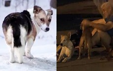 Rơi nước mắt trước những chú chó trung thành: Đợi chủ 6 tháng trong băng tuyết và nhất quyết chạy theo xe chủ nhân đi cấp cứu