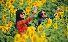 Những vườn hoa hướng dương đang nở rộ lại trở thành điểm check in mới của các chị em ở Hà Nội