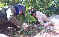 Lênh đênh phận người vượt hàng trăm cây số hái cà phê thuê kiếm Tết