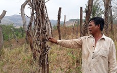 Huyện Chư Pưh, tỉnh Gia Lai: Người dân lao đao vì  “vàng đen”