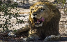 Thợ săn trộm bị voi đè chết và sư tử ăn thịt