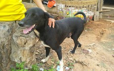 Chú chó bới đất cứu bé sơ sinh bị chôn sống trên cánh đồng Thái Lan
