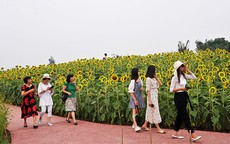 Mê mẩn với vẻ đẹp của đồi hoa hướng dương chỉ cách trung tâm Hà Nội 15 km