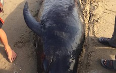 Phát hiện xác cá voi khoảng 1 tấn, cả làng đến thắp hương, chôn cất